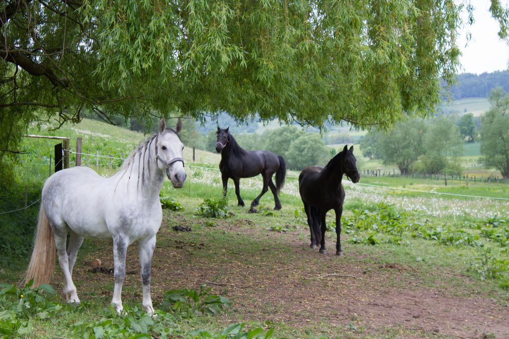 Gut Dankerode Daire Dankerode  Dış mekan fotoğraf