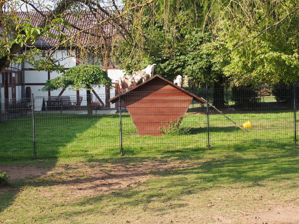 Gut Dankerode Daire Dankerode  Dış mekan fotoğraf